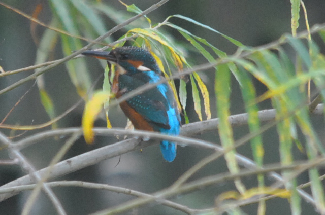Kingfisher