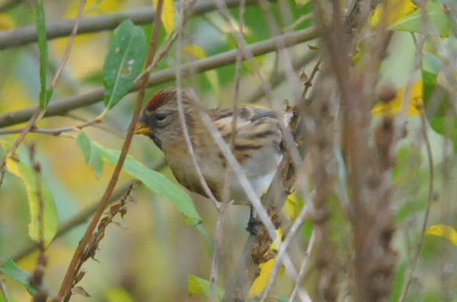 Lesser Redpoll