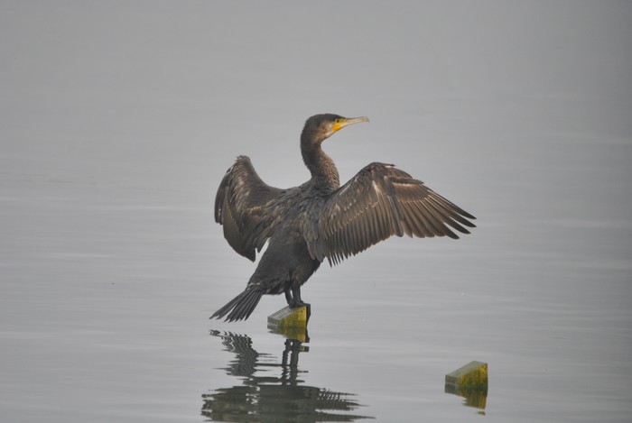 Cormorant