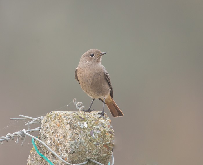 Black Redstart