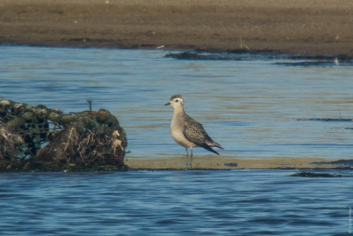 American Golden Plover