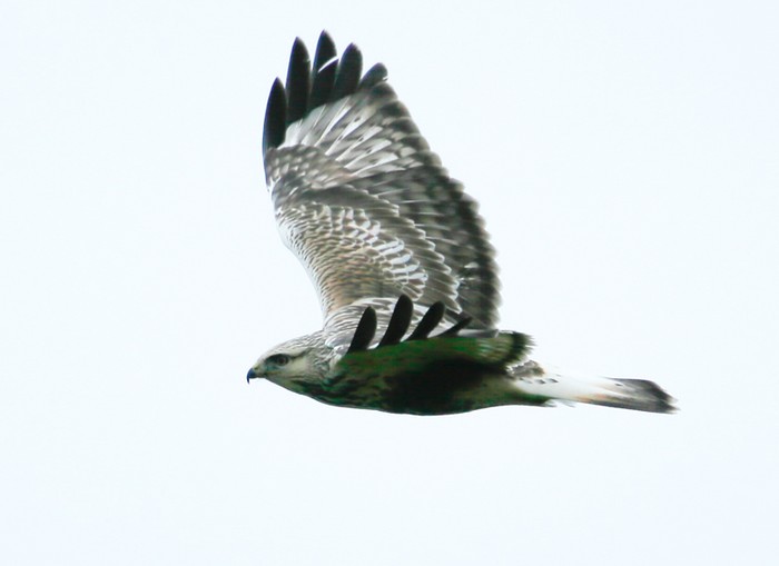 Rough-legged Buzzard