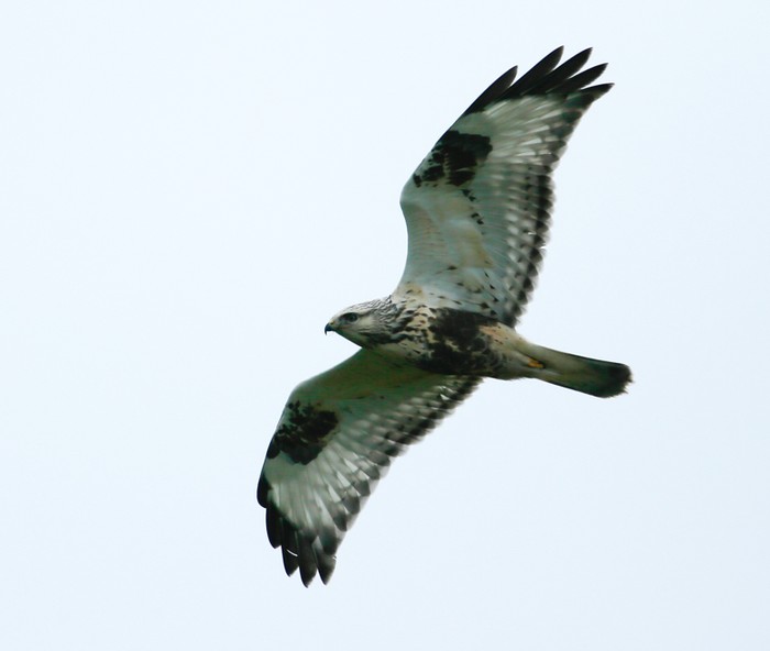Rough-legged Buzzard