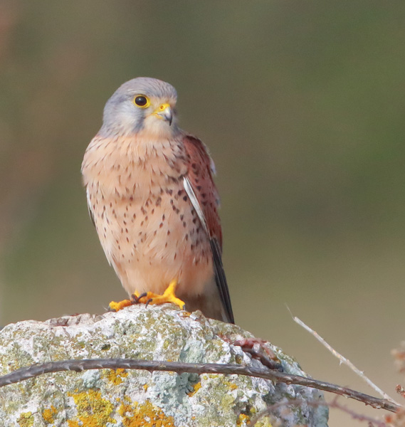 Kestrel