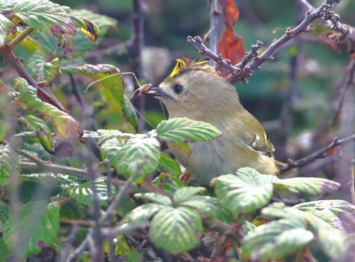 Goldcrest