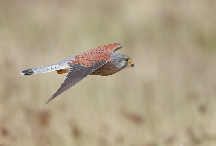 Kestrel