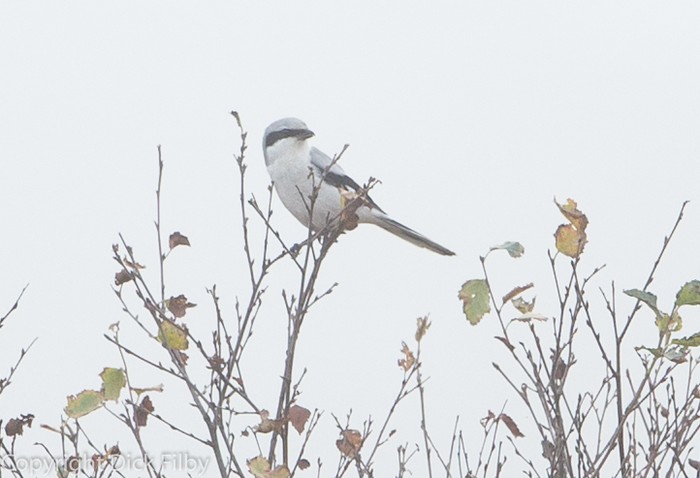 Great Grey Shrike
