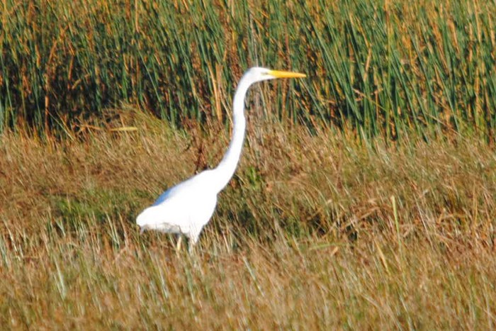 Great White Egret