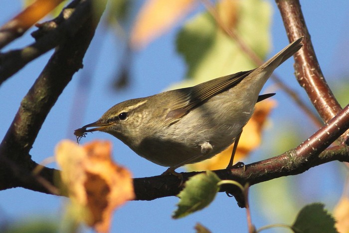 Arctic Warbler