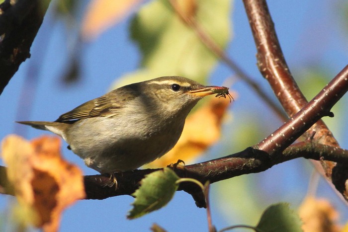 Arctic Warbler