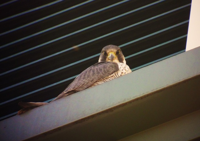 Peregrine