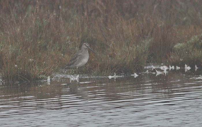 Long-billed Dowitcher