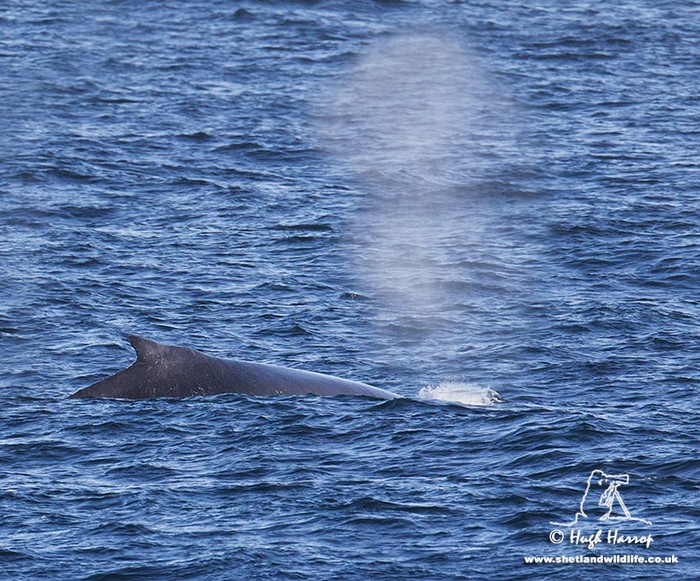Humpback Whale