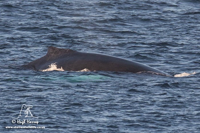 Humpback Whale