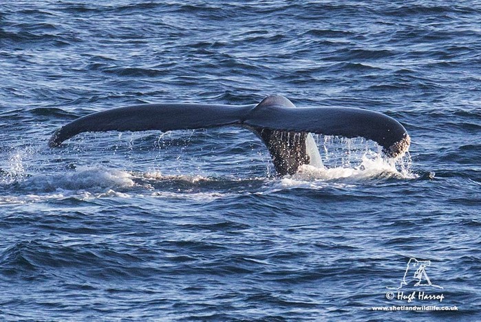 Humpback Whale