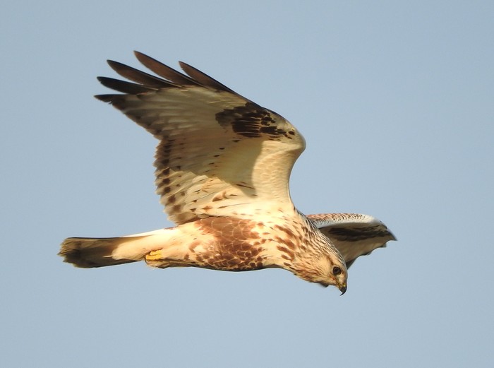 Rough-legged Buzzard