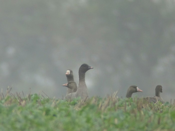 Eurasian White-fronted Goose