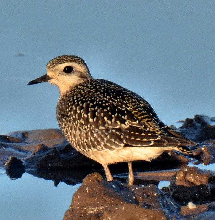 American Golden Plover