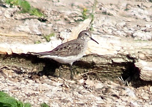White-rumped Sandpiper