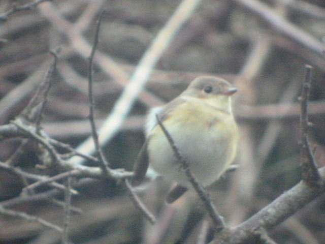 Red-breasted Flycatcher