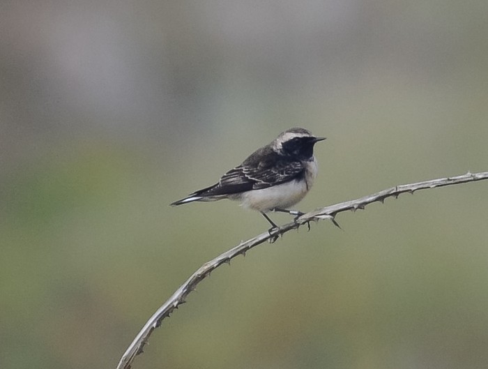 Pied Wheatear
