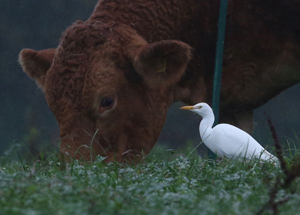 Cattle Egret