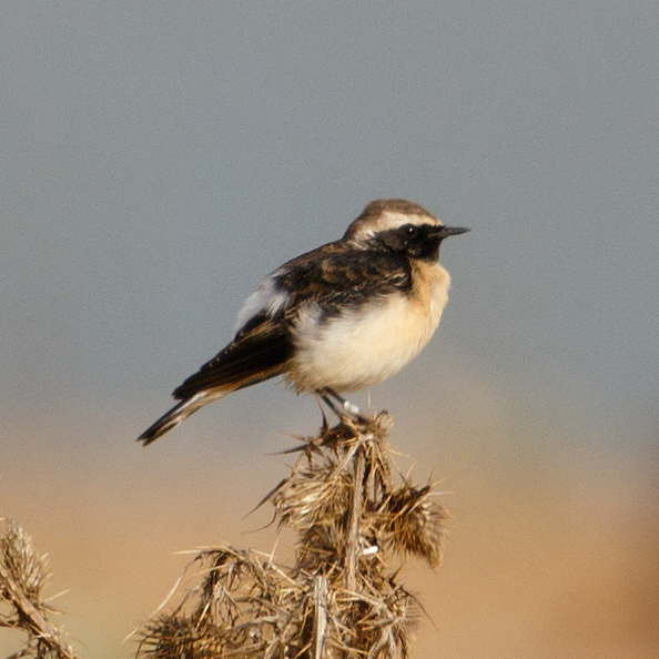 Pied Wheatear