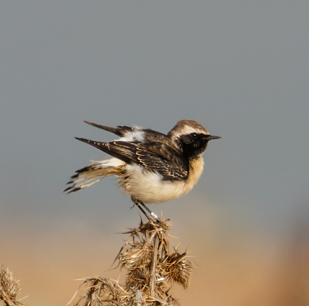 Pied Wheatear