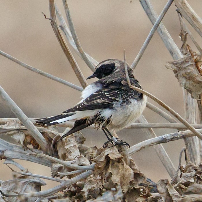 Pied Wheatear
