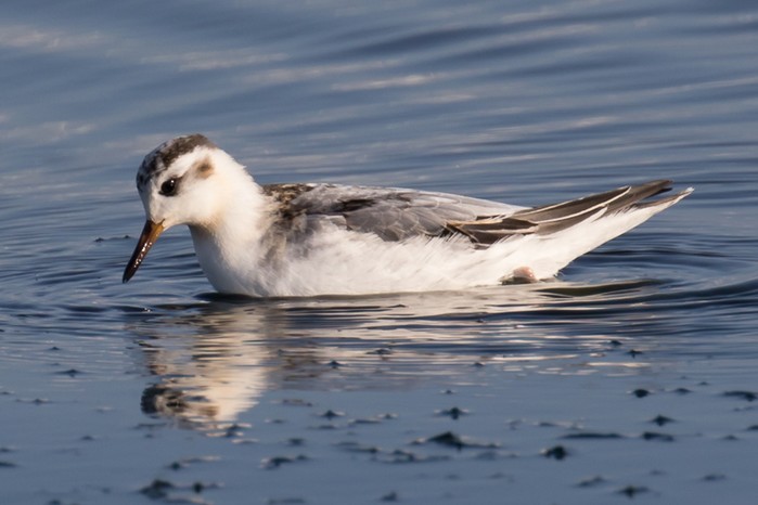 Grey Phalarope