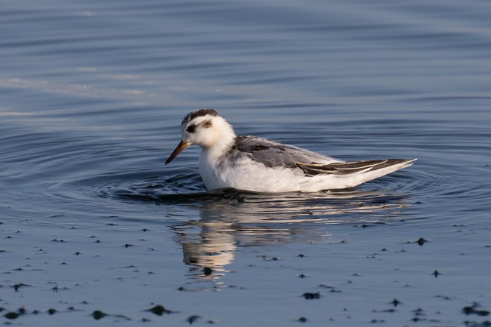 Grey Phalarope