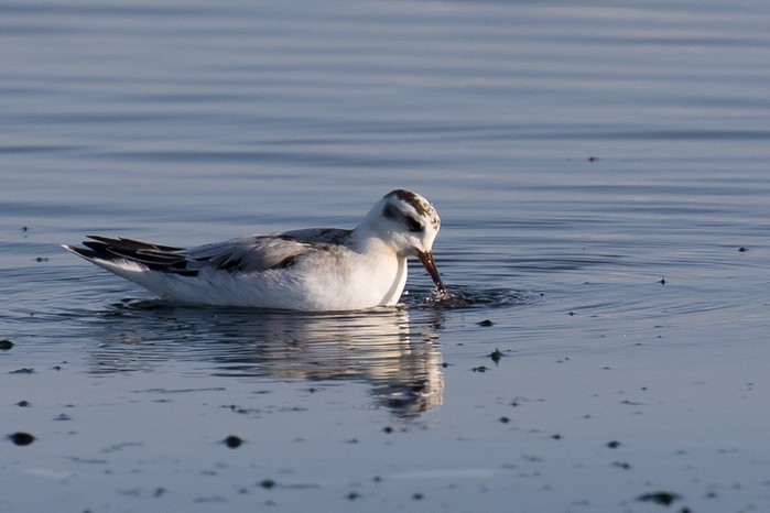 Grey Phalarope