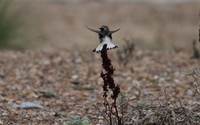 Pied Wheatear