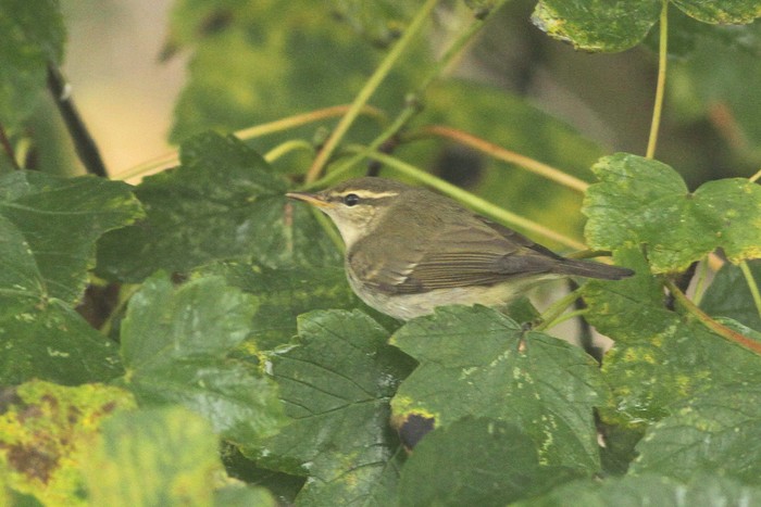 Arctic Warbler