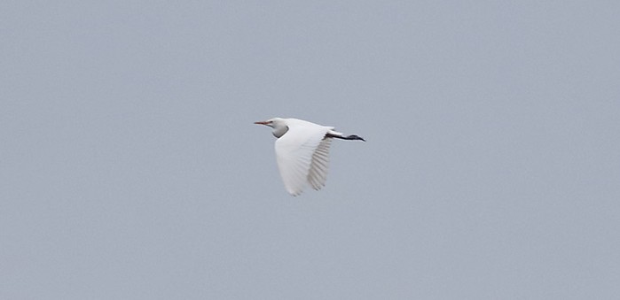 Cattle Egret
