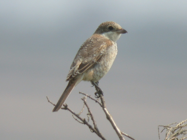 Woodchat Shrike