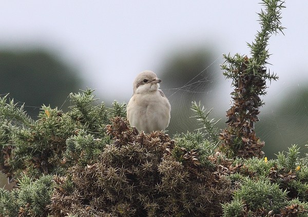 Steppe Grey Shrike