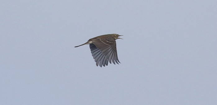 Water Pipit