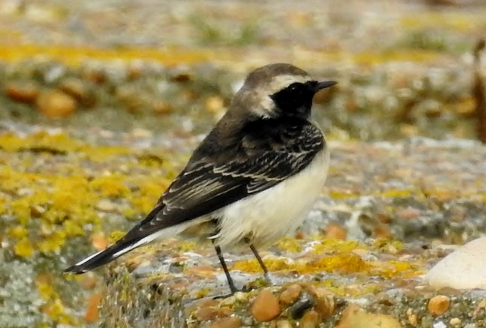Pied Wheatear