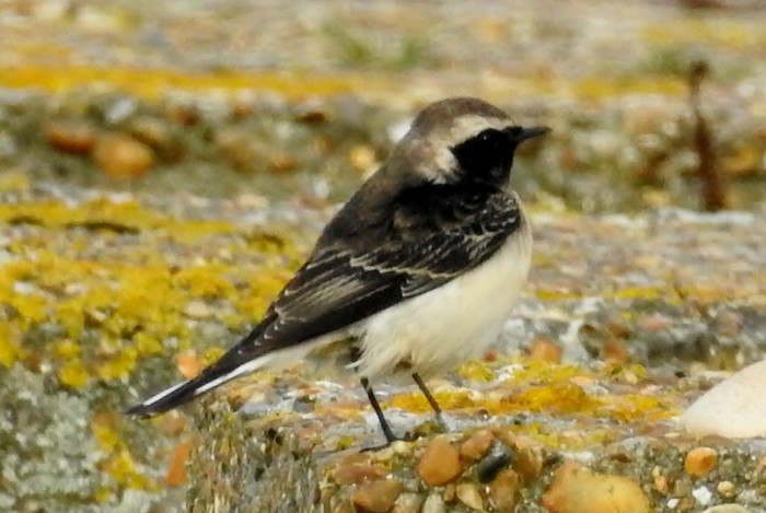 Pied Wheatear
