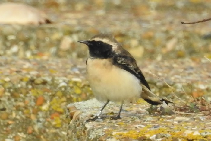 Pied Wheatear