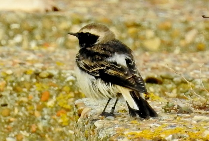 Pied Wheatear