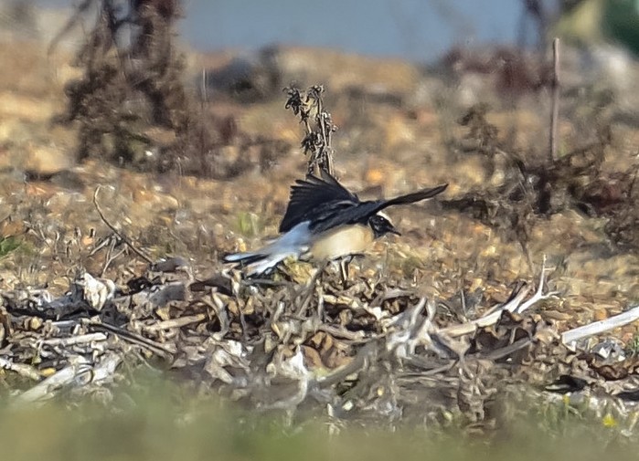 Pied Wheatear