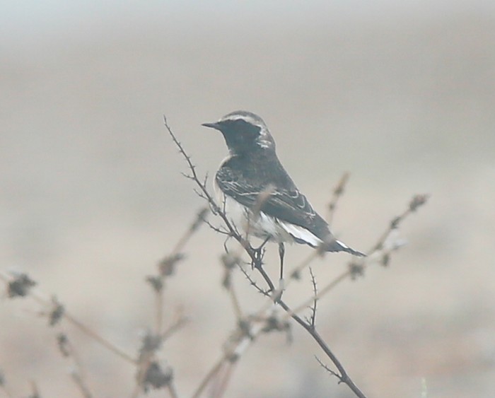 Pied Wheatear