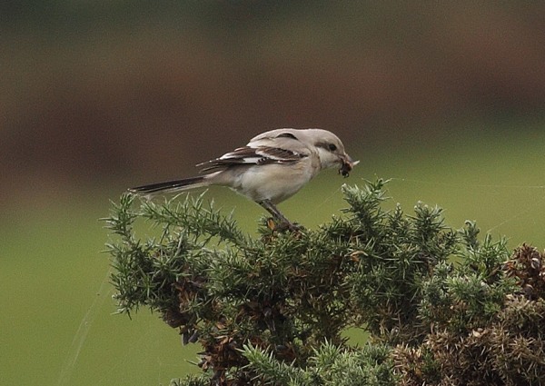 Steppe Grey Shrike