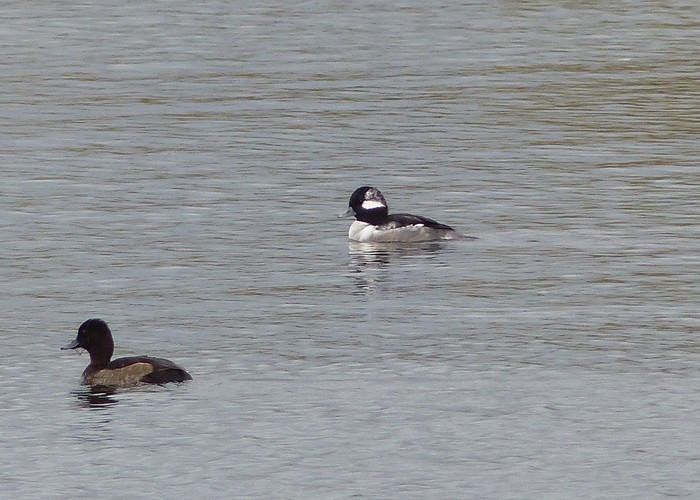 Bufflehead