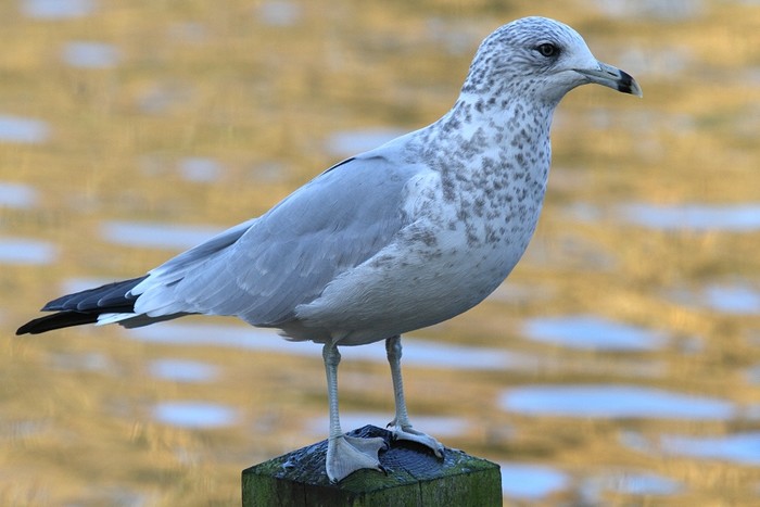 Ring-billed Gull