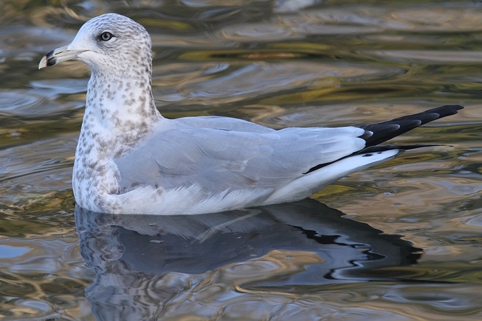 Ring-billed Gull