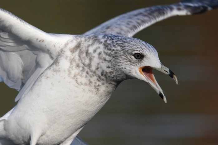Ring-billed Gull