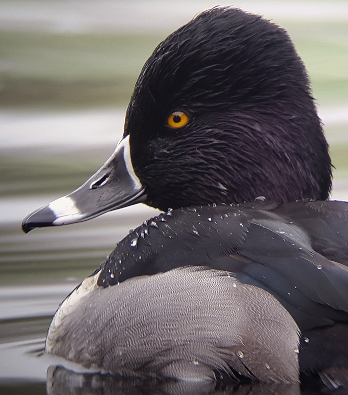 Ring-necked Duck
